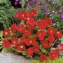 Gauklerblume 'Bonfire Red' mit leuchtend roten Blüten im Topf, ideal für den Gartenteich.