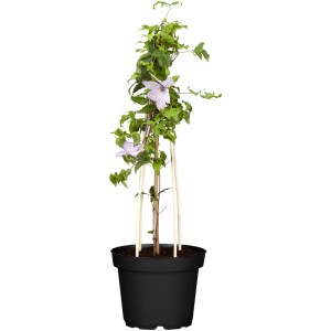 Clematis "Hagley Hybrid" Rosa Topf-Ø ca. 17 cm Clematis