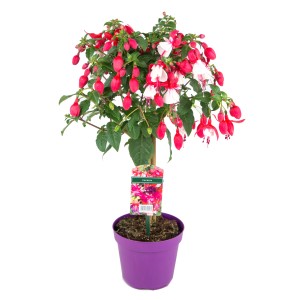 Fuchsie Ministamm im lila Topf, ca. 60 cm hoch, mit roten und weißen Blüten.
