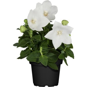 Ballonblume (Platycodon) im Topf, weiße Blüten. Dekorative Staude für Beet und Balkon.