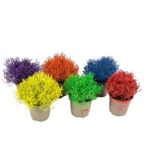 Gefärbter Silberdraht (Calocephalus brownii) in verschiedenen Farben im Topf, Höhe 15 cm.