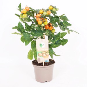 GROW by OBI Rispen-Tomate Orange im Topf, mit orangen und grünen Tomaten.