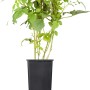 GROW by OBI Bio Himbeere Willamette im Topf, ca. 20-30 cm hoch, grüne Blätter.