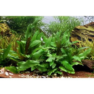 Grüne Dennerle Aquariumpflanze Cryptocoryne wendtii im Aquarium.