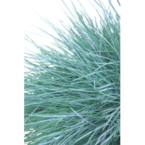 Detailaufnahme des GROW by OBI Blauschwingel Intense Blue im Topf, ein dekoratives Ziergras.