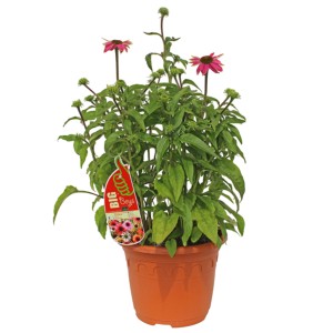 Sonnenhut (Echinacea Purpurea) Mischung im Topf, ca. 60cm hoch.