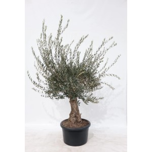 Olivenbaum (Olea) als Stamm im Topf, ca. 150-175 cm hoch. Ideal für Balkon und Terrasse.