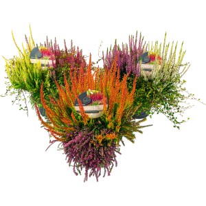 Calluna Beautybelle XL Mix im Topf, verschiedene Farben. Winterharte, pflegeleichte Eriken & Callunen für den Garten.