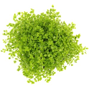 Dennerle Aquariumpflanze Hemianthus Callitrichoides Cuba, Nahaufnahme der grünen Blätter.
