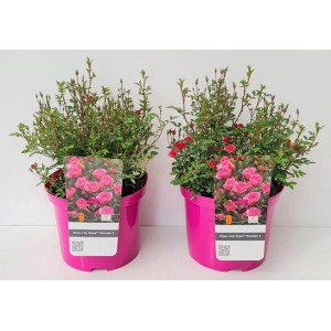 Zwei GROW by OBI Zwergrosen LillyRose in pinken Töpfen, ca. 40-50 cm hoch.