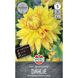 Sperli Dahlie Cambridge: Gelbe Dahlienblüte mit roten Streifen, ideal als Schnittblume.
