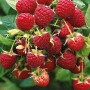 Strauch mit vielen roten, reifen GROW by OBI Bio Himbeeren der Sorte Aroma Queen.