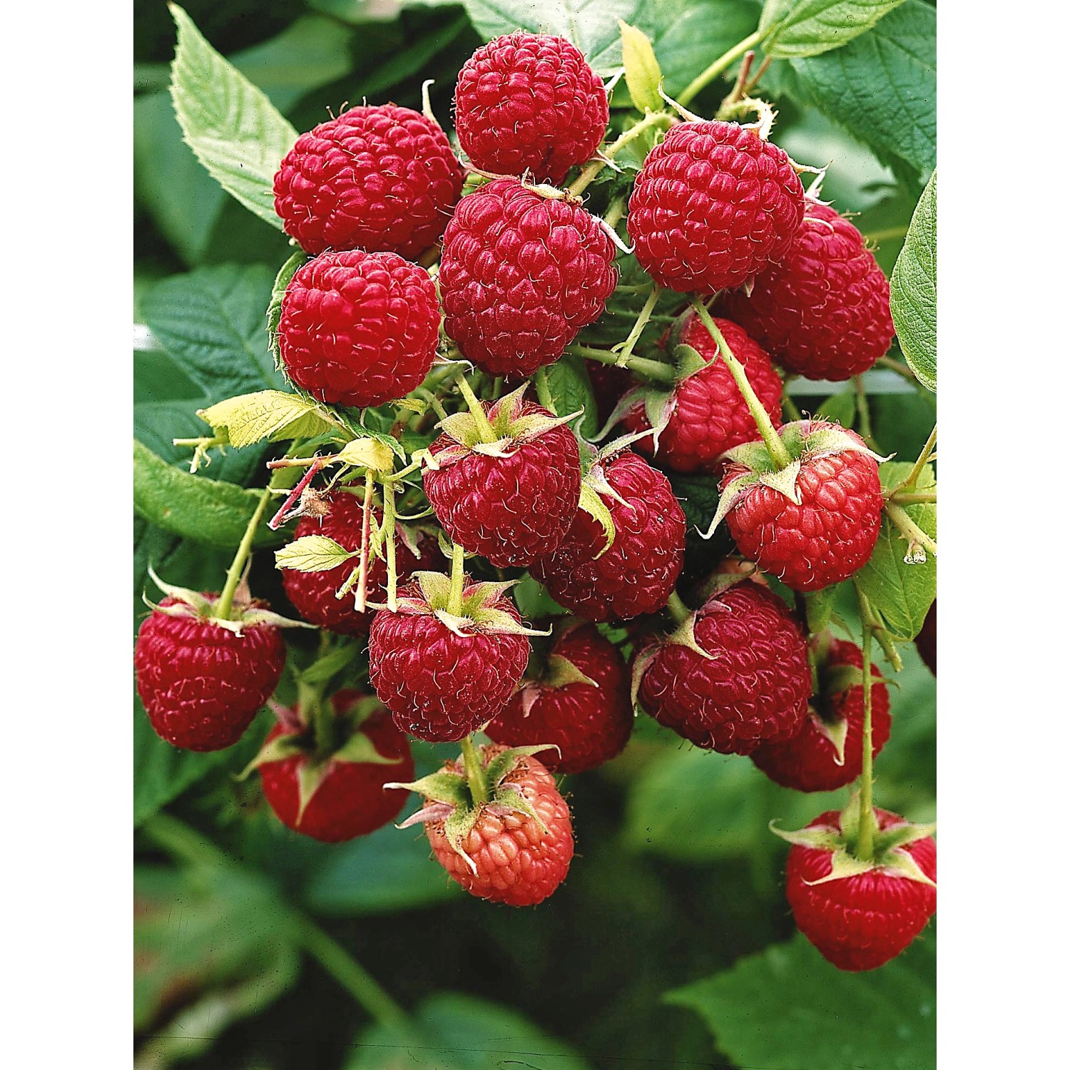 Strauch mit vielen roten, reifen GROW by OBI Bio Himbeeren der Sorte Aroma Queen.
