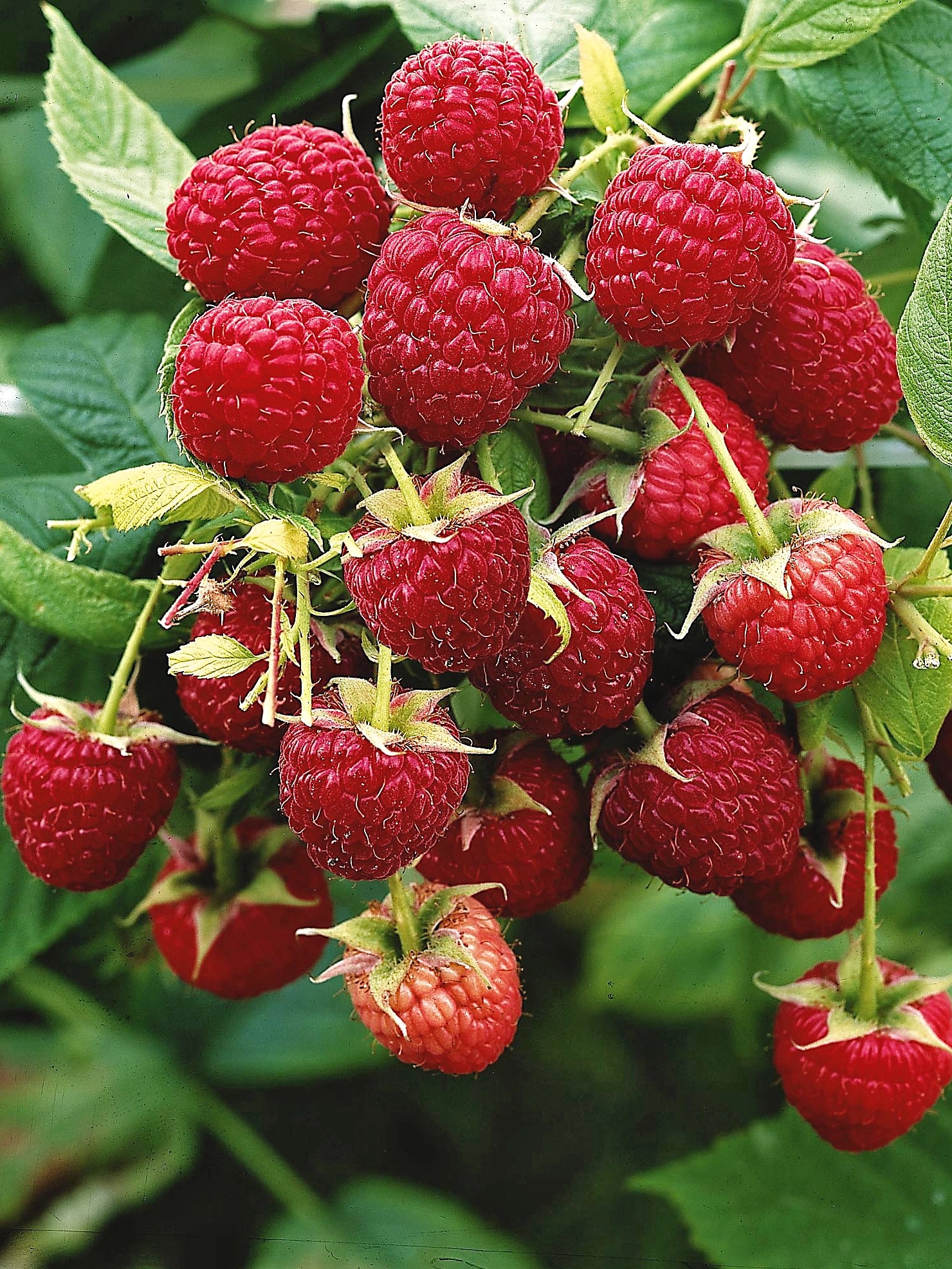 GROW by OBI Bio Himbeere "Aroma Queen" Topf ca. 2 l Rubus kaufen bei OBI