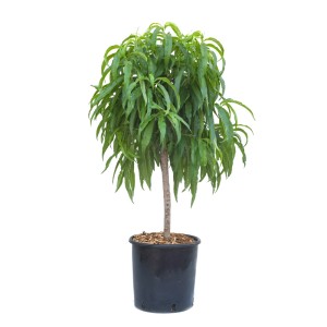 GROW by OBI Zwerg-Pfirsichbaum 'Bonanza' im Topf, ca. 60cm hoch.