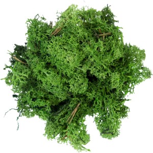 My Village Rentier Moos, dunkelgrün, 50g, für Weihnachtsdekoration und Modellbau.