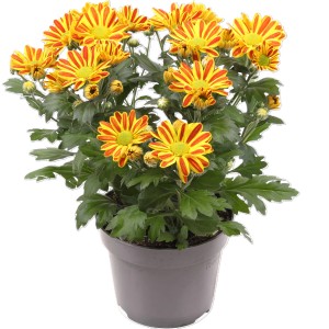 Chrysantheme Hoi Hoi im Topf mit gelb-orangen Blüten. Herbstliche Kübelpflanze für Balkon und Garten.