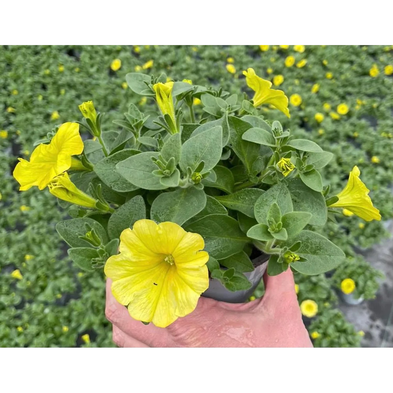 Grow by OBI Petunie Hngend Mix Topf- ca. 12 cm "Petunia x hybrida" kaufen  bei OBI