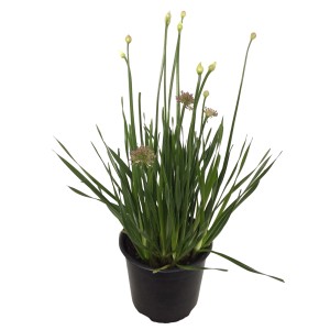 Zierlauch Millenium im Topf, lila Blütenstände und grüne Blätter.