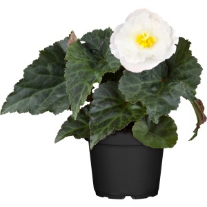 Knollenbegonie 'Perfume' im Topf, weiße Blüte, grüne Blätter. Sommerblume für Balkon und Garten.