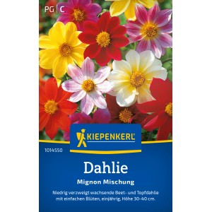 Kiepenkerl Dahlie Mignon-Mischung mit bunten Blüten in Gelb, Rot, Rosa und Weiß.
