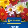 Kiepenkerl Dahlie Mignon-Mischung mit bunten Blüten in Gelb, Rot, Rosa und Weiß.