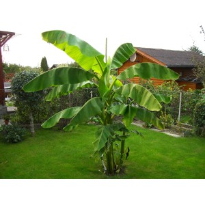 goddess calathea Calathea roseopicta 'Green Goddess' – Jungle Story main image 1