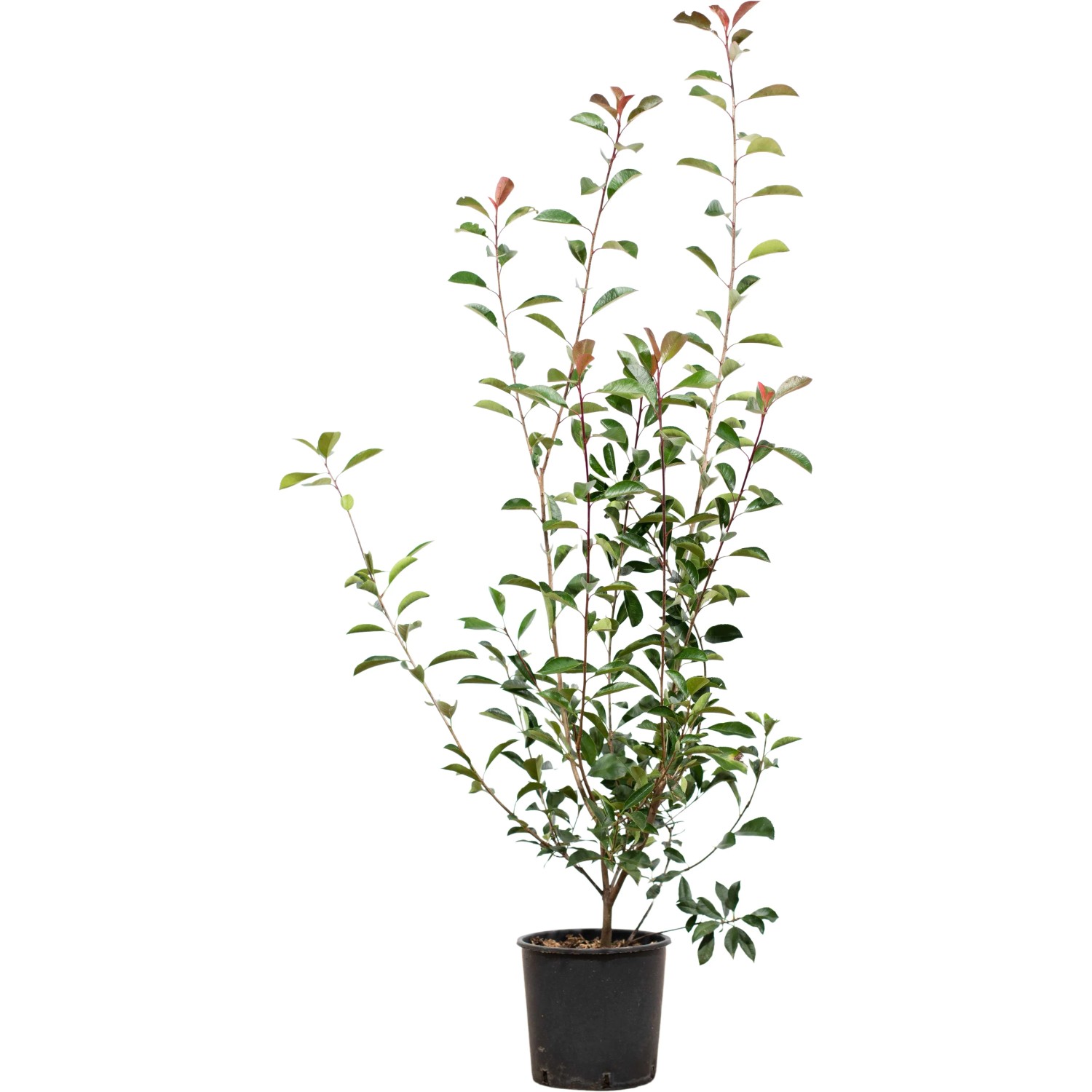 Glanzmispel "Red Robin" Set  30 Stck Hhe ca. 100 - 125 cm Photinia  fraseri kaufen bei OBI