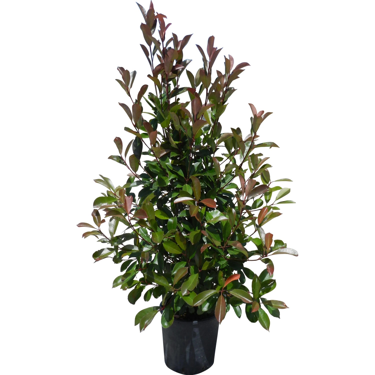 GROW by OBI Glanzmispel "Red Robin" Hhe ca. 150 - 175 cm Topf ca. 30 l  Photinia kaufen bei OBI