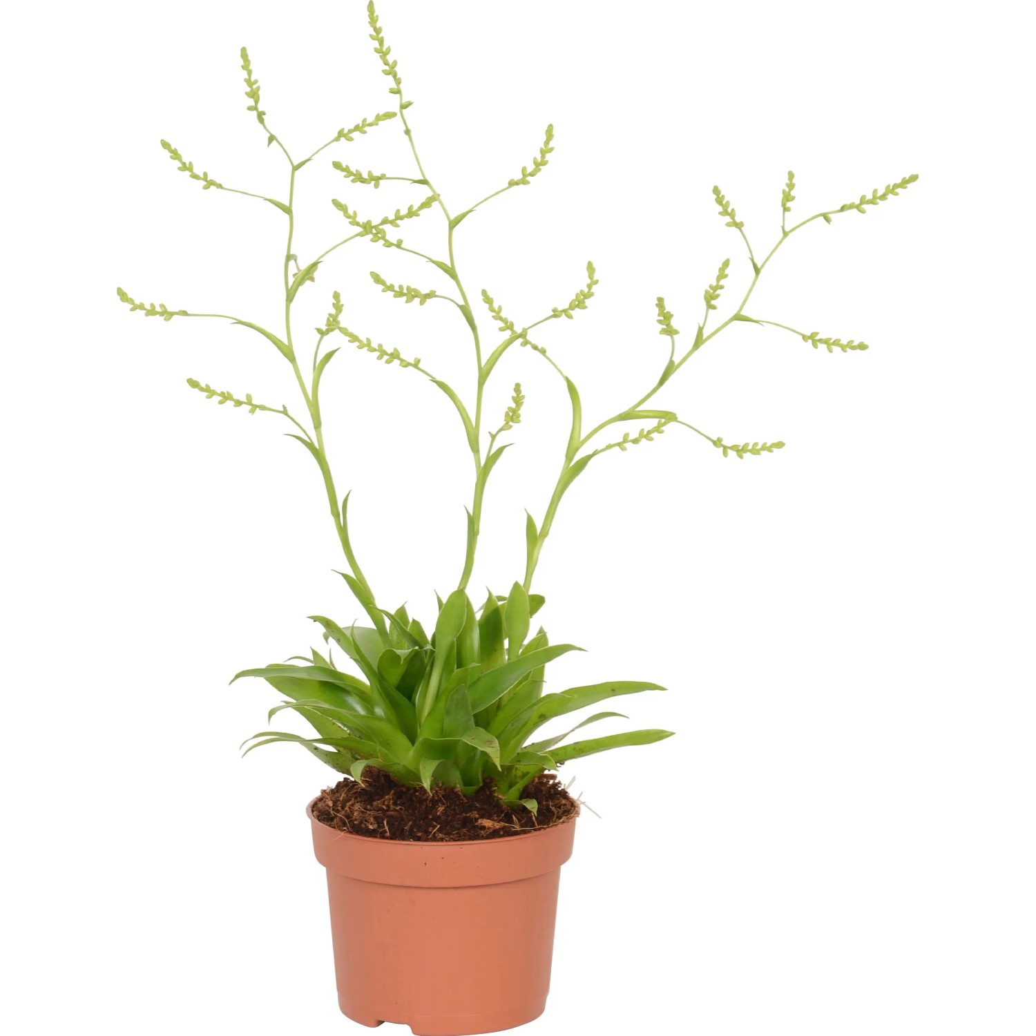dracena fragrans Dracaena fragrans Compacta Plant - Single Stem - Easy Care | Hortology main image 0