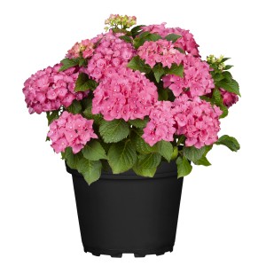 GROW by OBI Hortensie Hi Diva Pink Höhe ca. 30 - 40 cm Topf ca. 5 l Hydrangea