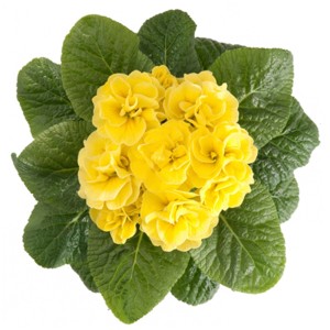 Gelbe Kissenprimel 'Petticoat' im Topf, gefüllte Blüten und grüne Blätter.