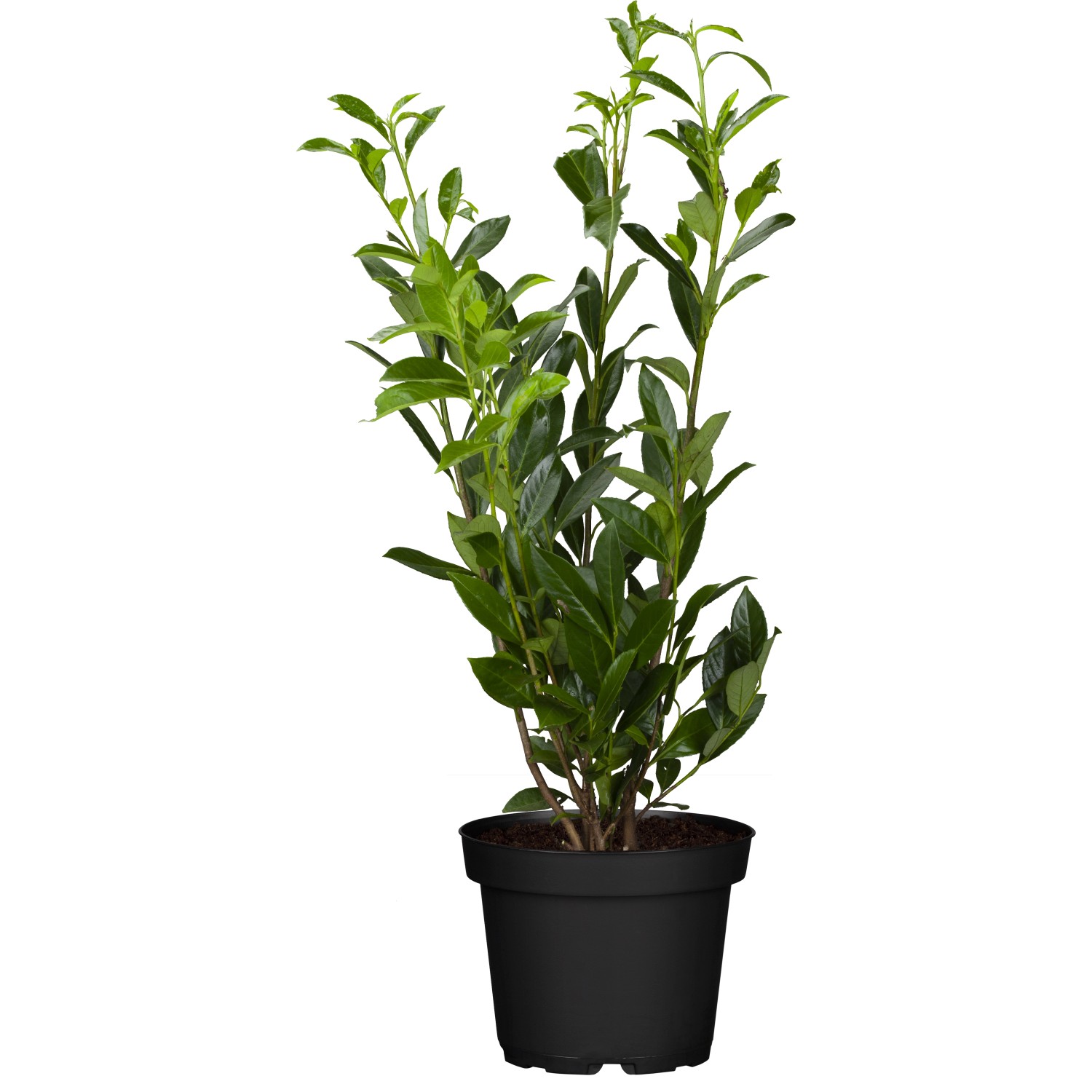 Kirschlorbeer "Genolia" Höhe ca. 60 80 cm Topf ca. 7 l Prunus