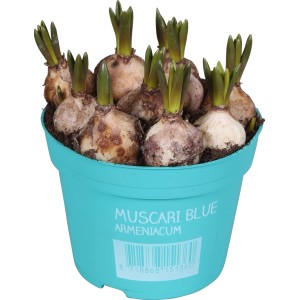 Traubenhyazinthe 'Diamond Collection Blau' im Topf, ca. 12 cm Ø. Frühjahrsblüher für Balkon und Garten.