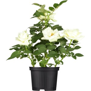 Weiße OBI Bodendeckerrose im Topf, ca. 10-20 cm hoch. Blühende Rose für Beet oder Kübel.