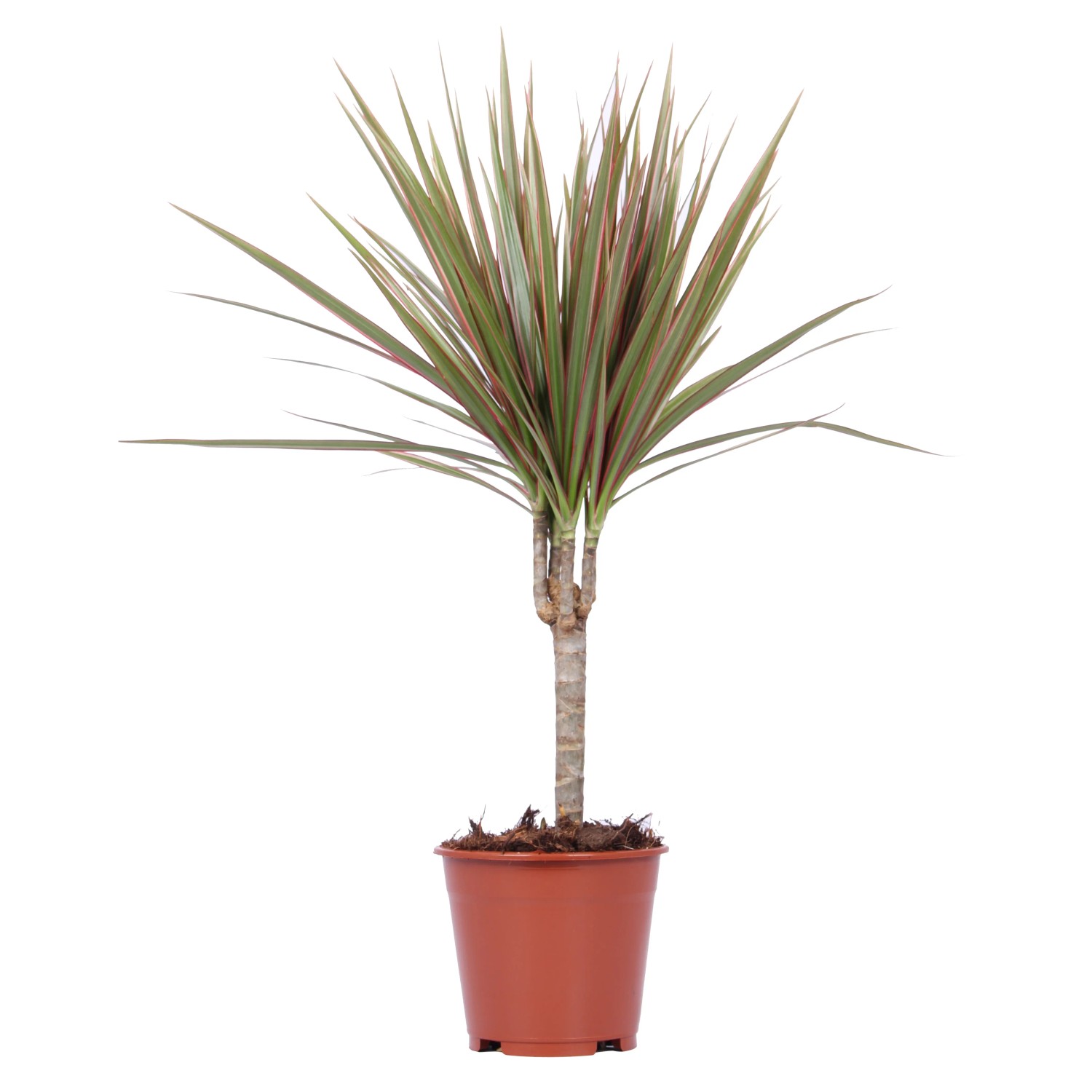 Grünpflanze im Topf, ca. 50-65cm hoch. Dekorative Zimmerpflanze mit schlanken, grünen Blättern.