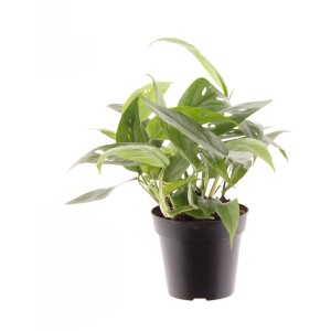 GROW by OBI Efeutute "Cebu Blue" Topf-Ø ca. 12 cm Epipremnum pinnatum