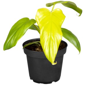 Philodendron 'Malay Gold' Höhe ca. 35 cm Goldener Baumfreund