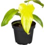 Philodendron 'Malay Gold' im Topf: Goldgelbe Blätter der Grünpflanze bringen Farbe ins Haus.