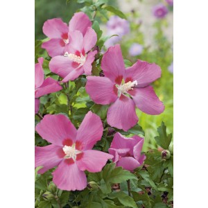 Garten-Eibisch Big Hibiskiss Rosa mit großen, rosafarbenen Blüten und weinroter Mitte.