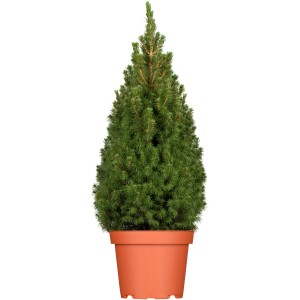 OBI Zuckerhutfichte "Conica" Höhe ca. 30 - 40 cm Topf ca. 3 l Picea
