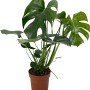 Fensterblatt (Monstera Deliciosa) im Topf, ca. 60-75 cm hoch. Grünpflanze mit charakteristischen Blattdurchbrüchen.