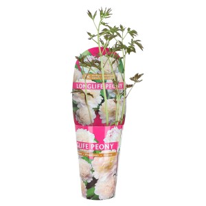 Pfingstrose Long Life Weiß im Topf, ca. 14 cm Ø. Dekorative Gartenpflanze mit weißen Blüten.