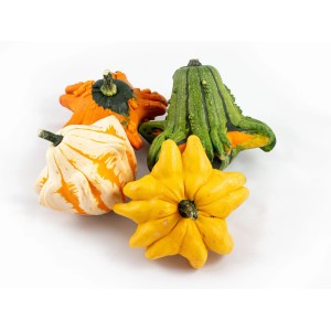 Verschiedenfarbige Zierkürbisse der Sorte "Gizmo" als Herbstdekoration.