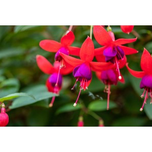 Fuchsie Rot, ca. 45cm hoch, im 14cm Topf. Blühende Kübelpflanze mit roten und violetten Blüten.