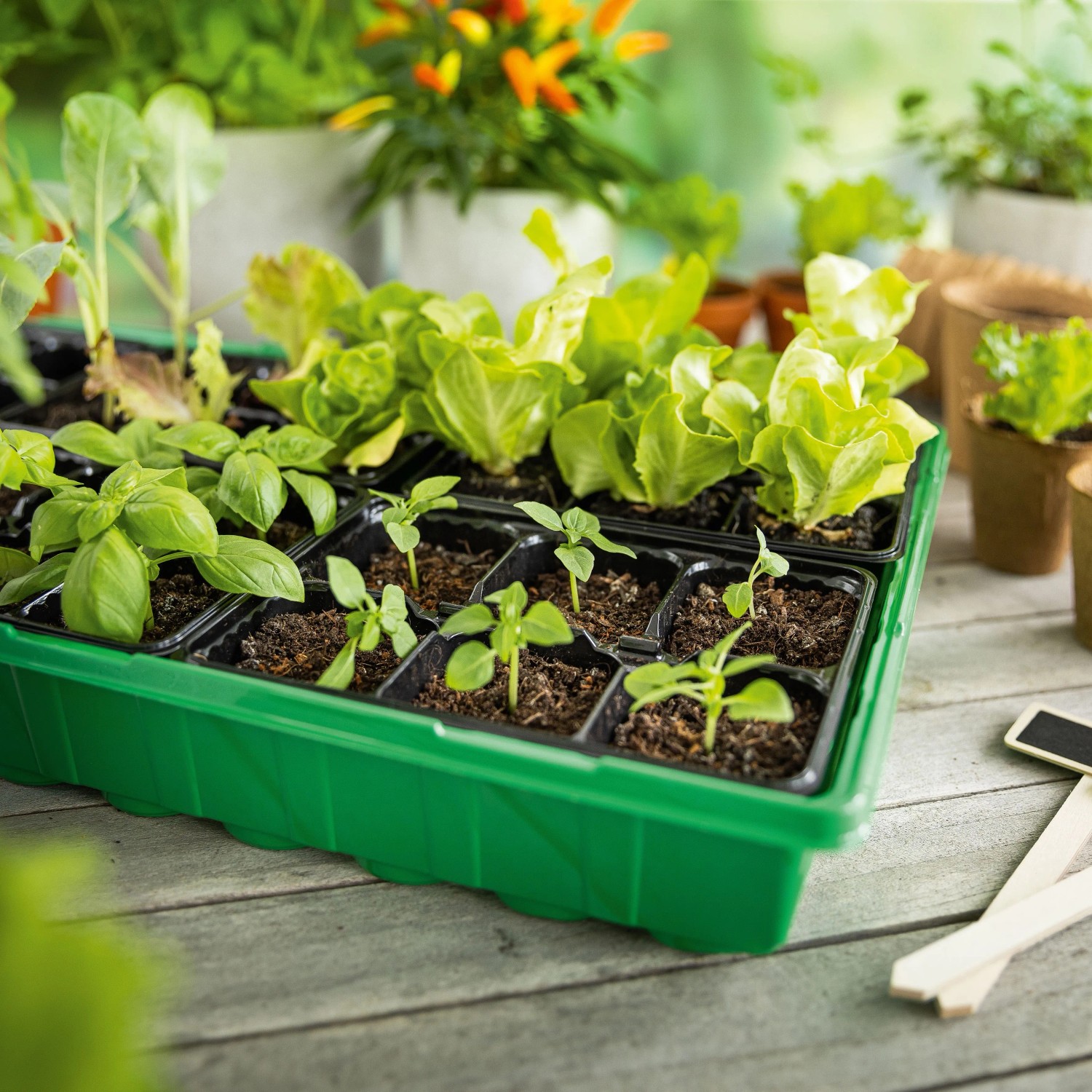 Zimmer-Gewächshaus inklusive 36 Anzuchttöpfen_2