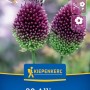 Kiepenkerl Zierlauch Allium sphaerocephalon Blumenzwiebeln. Violett-grüne Blüten mit Hummel, ideal für Garten & Nützlinge.
