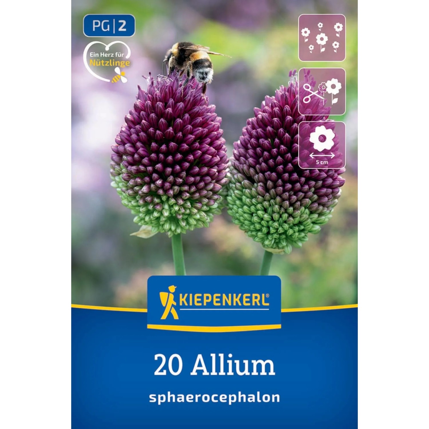 Kiepenkerl Zierlauch Allium sphaerocephalon Blumenzwiebeln. Violett-grüne Blüten mit Hummel, ideal für Garten & Nützlinge.