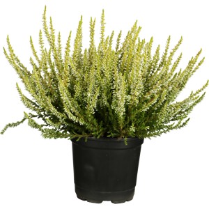 Besenheide Farbmix im Topf, ca. 13 cm Ø. Winterharte Calluna vulgaris für Beet, Balkon und Terrasse.