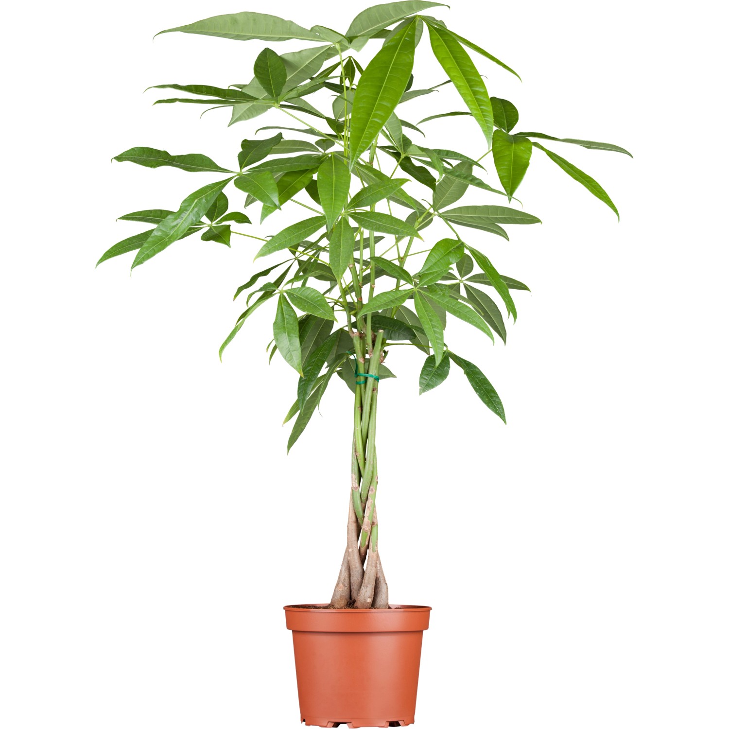 Glückskastanie gepflochtener Stamm TopfØ ca. 17 cm Pachira kaufen bei OBI